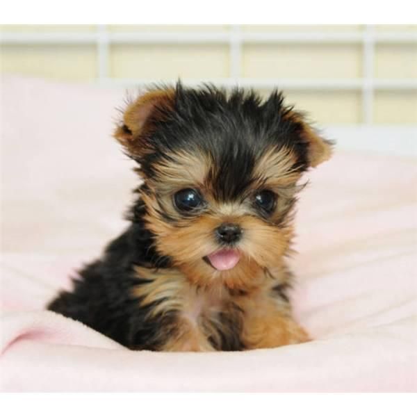 Yorki puppy